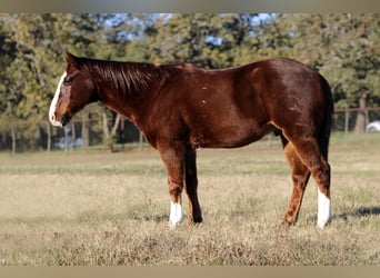 Quarter-ponny, Valack, 14 år, 147 cm, Fux