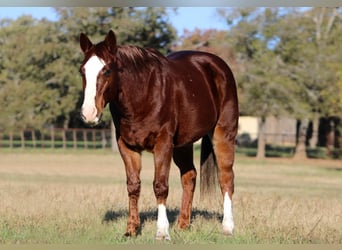 Quarter-ponny, Valack, 14 år, 147 cm, Fux
