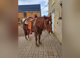 Quarter-ponny, Valack, 16 år, 142 cm, Fux
