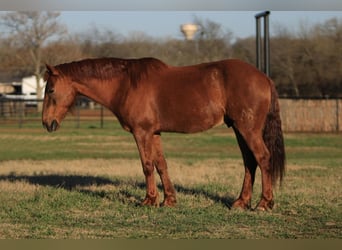 Quarter-ponny, Valack, 16 år, Fux