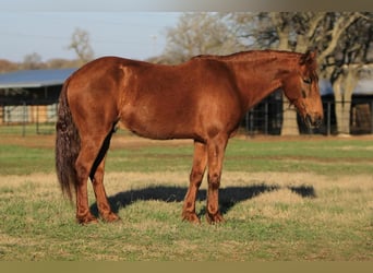 Quarter-ponny, Valack, 16 år, Fux