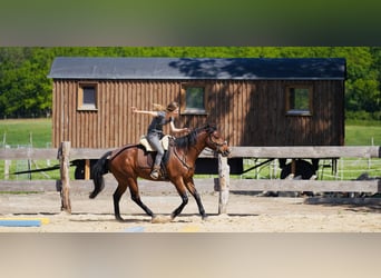 Quarter-ponny, Valack, 17 år, 152 cm, Brun