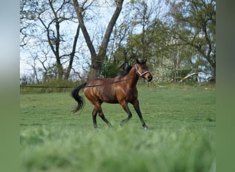 Quarter-ponny, Valack, 17 år, 152 cm, Brun
