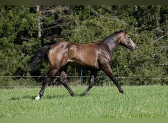 Quarter-ponny, Valack, 2 år, 149 cm, Gulbrun