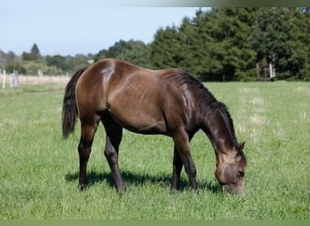 Quarter-ponny, Valack, 2 år, 149 cm, Gulbrun