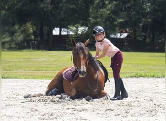 Quarter Pony, Wallach, 3 Jahre, 142 cm, Schecke