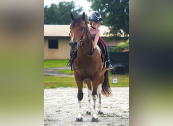 Quarter-ponny, Valack, 3 år, 142 cm, Pinto