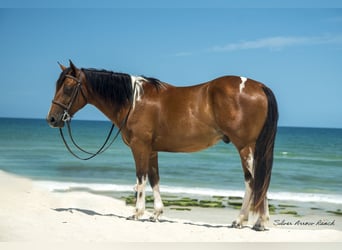 Quarter-ponny, Valack, 3 år, 142 cm, Pinto