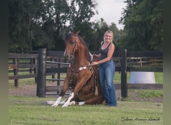 Quarter-ponny, Valack, 3 år, 142 cm, Pinto