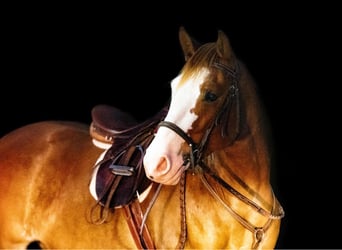 Quarter-ponny, Valack, 4 år, 140 cm, Fux