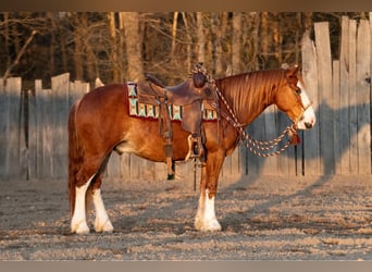 Quarter-ponny, Valack, 4 år, 140 cm, Fux