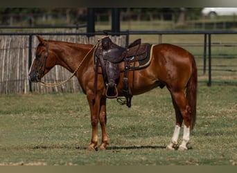 Quarter-ponny, Valack, 4 år, 142 cm, Fux