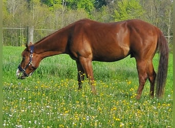 Quarter-ponny Blandning, Valack, 4 år, 148 cm, fux