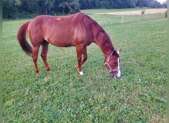 Quarter-ponny Blandning, Valack, 4 år, 148 cm, fux