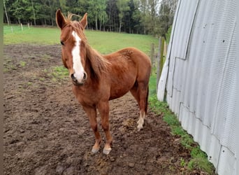 Quarter-ponny Blandning, Valack, 4 år