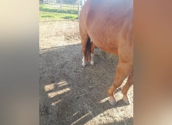 Quarter-ponny Blandning, Valack, 4 år