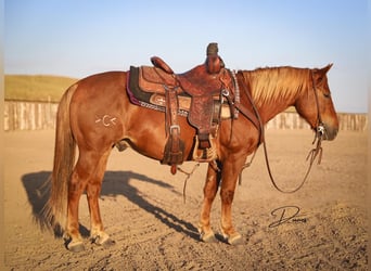 Quarter-ponny, Valack, 5 år, 127 cm, Fux