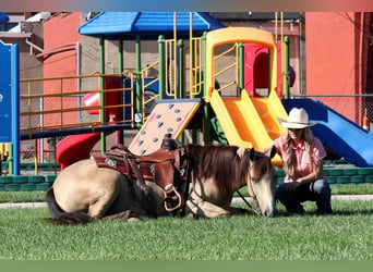 Quarter-ponny, Valack, 5 år, 137 cm, Gulbrun
