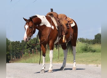 Quarter-ponny, Valack, 5 år, 137 cm, Pinto