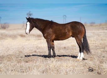 Quarter-ponny, Valack, 5 år, 142 cm, Brun
