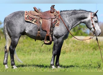 Quarter-ponny, Valack, 5 år, 142 cm, Grå