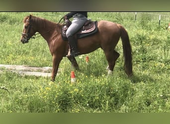 Quarter-ponny, Valack, 5 år, 152 cm, fux