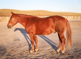 Quarter-ponny, Valack, 6 år, 127 cm, Fux