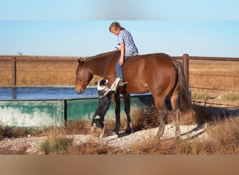 Quarter-ponny, Valack, 6 år, 132 cm, Fux