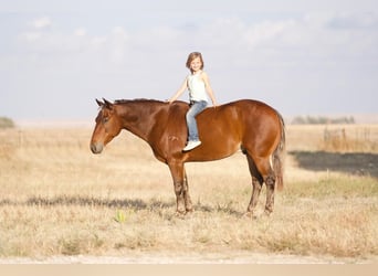 Quarter-ponny, Valack, 6 år, 132 cm, Fux