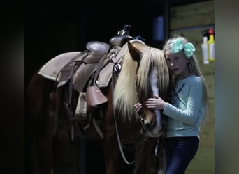 Quarter-ponny, Valack, 6 år, 135 cm, Fux