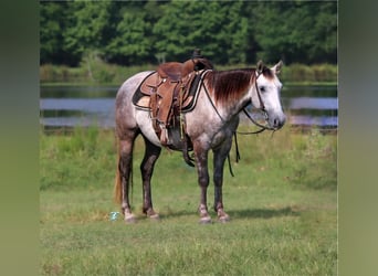 Quarter-ponny, Valack, 6 år, 135 cm, Grå