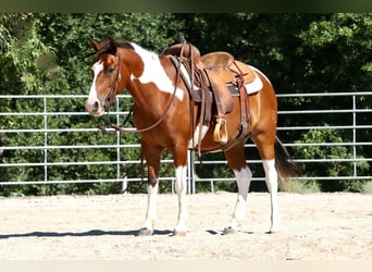 Quarter-ponny, Valack, 6 år, 137 cm, Pinto