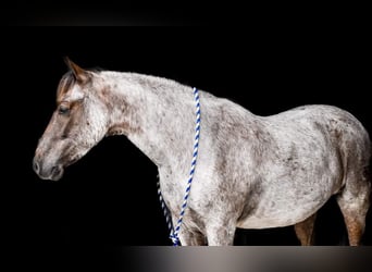 Quarter-ponny, Valack, 6 år, 142 cm, Rödskimmel