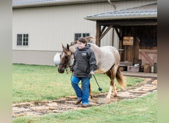 Quarter-ponny, Valack, 6 år, 142 cm, Rödskimmel