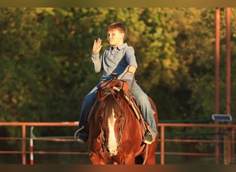 Quarter-ponny, Valack, 6 år, 145 cm, Brun