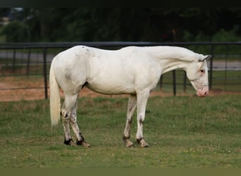 Quarter-ponny, Valack, 6 år, 145 cm
