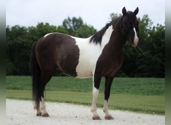 Quarter Pony, Wallach, 7 Jahre, 117 cm, Schecke