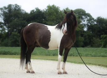 Quarter-ponny, Valack, 7 år, 117 cm, Pinto