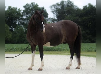 Quarter-ponny, Valack, 7 år, 117 cm, Pinto