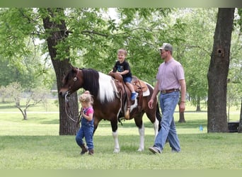 Quarter-ponny, Valack, 7 år, 132 cm