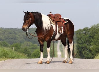 Quarter-ponny, Valack, 7 år, 132 cm