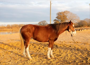 Quarter-ponny, Valack, 7 år, 137 cm, Pinto