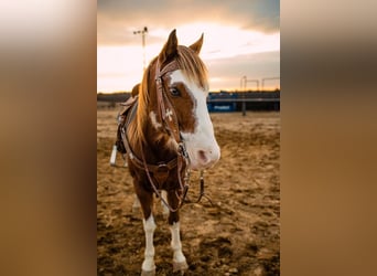 Quarter-ponny, Valack, 7 år, 137 cm, Pinto