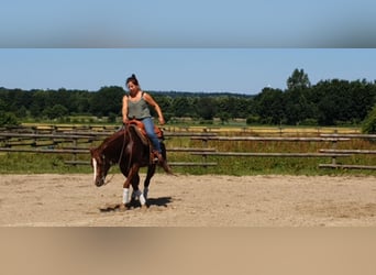 Quarter-ponny, Valack, 7 år, 144 cm, Fux