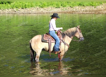 Quarter-ponny, Valack, 7 år, 145 cm, Black