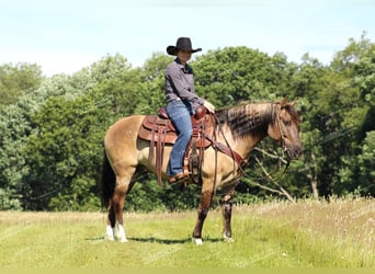 Quarter-ponny, Valack, 7 år, 145 cm, Black