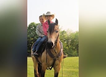 Quarter-ponny, Valack, 7 år, Gulbrun