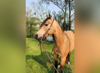 Quarter-ponny, Valack, 7 år, Gulbrun