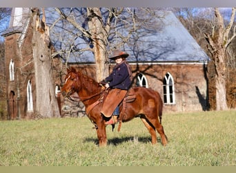 Quarter-ponny, Valack, 8 år, 122 cm, Fux