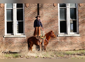 Quarter-ponny, Valack, 8 år, 122 cm, Fux